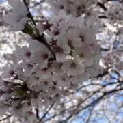 あおの画像