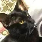 黒ねこ