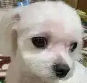 マルチーズの画像