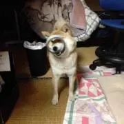 さくら