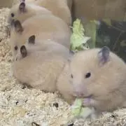 ラバープレイマットスリム「くるみとしずく」パジャマパーティ(金