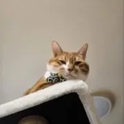 ねぎの画像