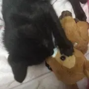 きなこ