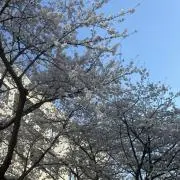 raの画像