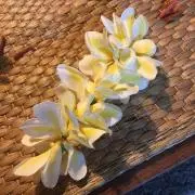 あちゃこ