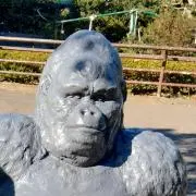 いちこ