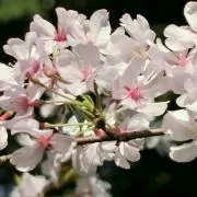 さくら
