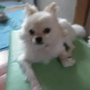 竹本絵里