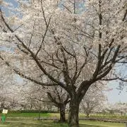✰✰ベベスキs mom✰✰の画像