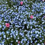 けろけろけろっぴの画像