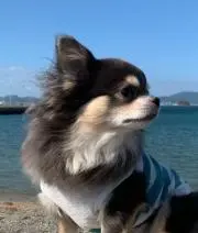 NP16の画像