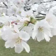 さくらの画像