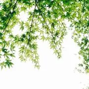 Nassyの画像