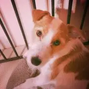 ペコリンの画像