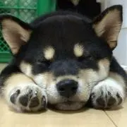 黒柴