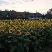 もなもなかの画像