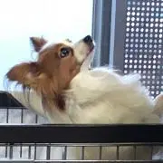 ショコラ2の画像