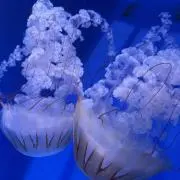くろあ