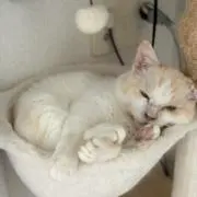なこ