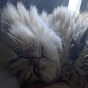 Mの画像