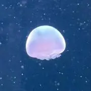魔女ケーキの画像