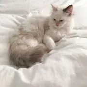 もか【プロフ必読】の画像