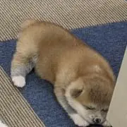 ruinsの画像