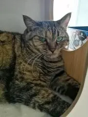 ぽん酢の画像