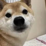 夏の画像