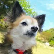 はるま