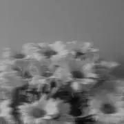 フ ‎