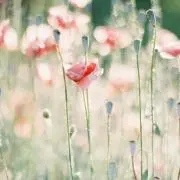 koh☆プロフ読んでくださいの画像