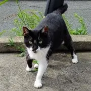 ハチ