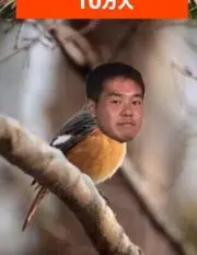 野鳥先輩売りますねー
