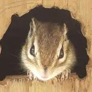 どんぐりの画像