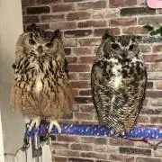 みつはーちの画像