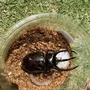 ハムスターの画像