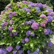 ☆hydrangea ☆の画像