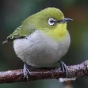 aiyaの画像