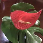 メリアの画像