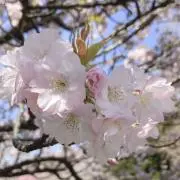あや