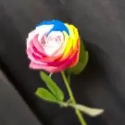 seletaenyの画像
