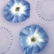 アツミの画像
