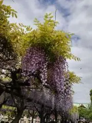 mikaの画像