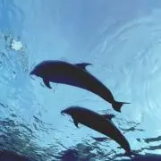 かかの画像