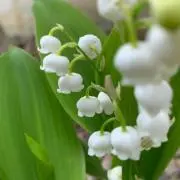 さゆな✩.*˚の画像