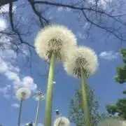 sakura123の画像
