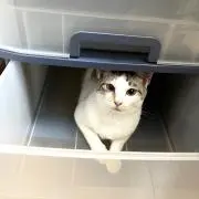 トマト
