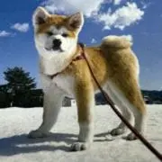 ソタニークボの画像