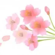 ma.の画像